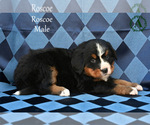 Small Photo #24 Bernese Mountain Dog Puppy For Sale in HARRISONBURG, VA, USA