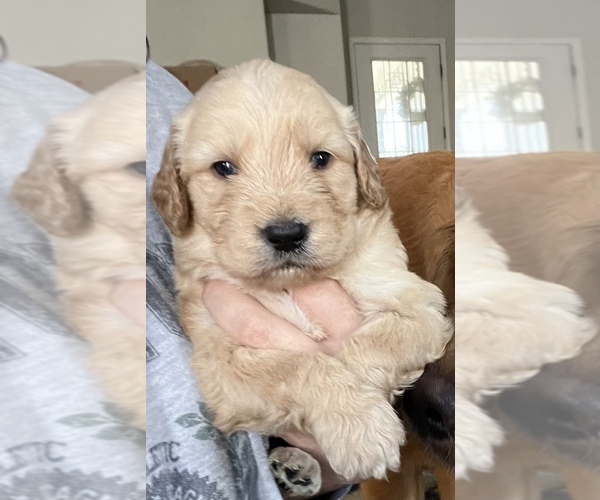 Medium Photo #9 Goldendoodle Puppy For Sale in RENO, NV, USA