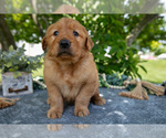 Small Photo #19 Golden Retriever Puppy For Sale in WOLCOTTVILLE, IN, USA