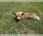 Small Photo #4 Pembroke Welsh Corgi Puppy For Sale in DURAND, IL, USA
