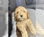 Puppy Daisy Cock-A-Poo