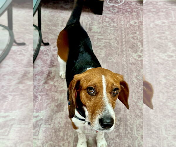 Medium Photo #1 Beagle Puppy For Sale in Tampa, FL, USA