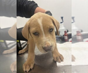American Pit Bull Terrier-Labrador Retriever Mix Dogs for adoption in Corpus Christi, TX, USA