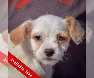 Bichon Frise-Unknown Mix Dogs for adoption in Huntley, IL, USA