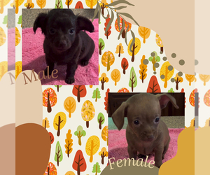 Chiweenie Puppy for sale in ECHO, AL, USA