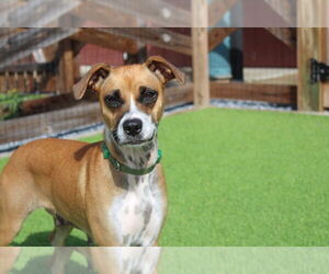 Mutt Dogs for adoption in Chestertown, MD, USA