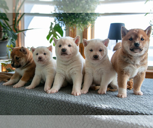 Shiba Inu Litter for sale in SHILOH, OH, USA