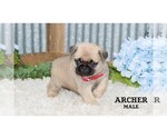 Small #2 Pug