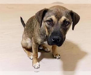 German Shepherd Dog-Unknown Mix Dogs for adoption in Tulsa, OK, USA