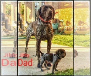 Father of the German Shorthaired Pointer puppies born on 02/07/2022
