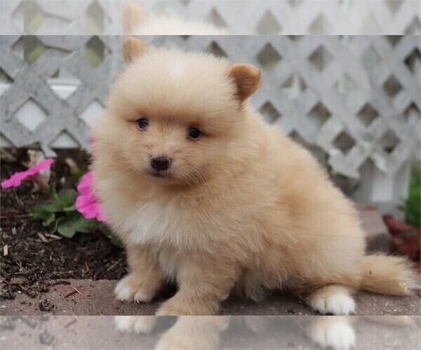 Medium Photo #2 Pomeranian Puppy For Sale in WEST PALM BEACH, FL, USA