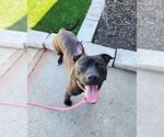 Small American Staffordshire Terrier Mix