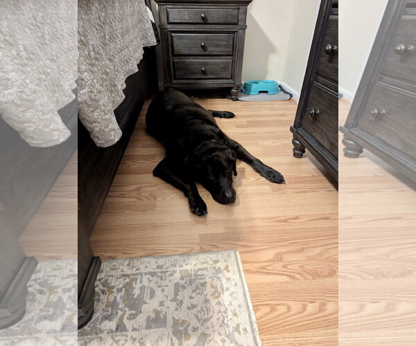 Medium Photo #6 Labrador Retriever-Unknown Mix Puppy For Sale in Holly Springs, NC, USA