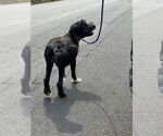 Small #31 Mutt