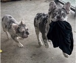 Saint - Female French Bulldog Puppy for Sale - Photo #6