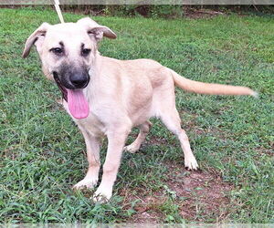 Mutt Dogs for adoption in Wetumpka, AL, USA