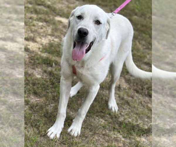 Medium Photo #6 Labrenees Puppy For Sale in Scottsboro, AL, USA