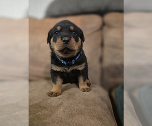 Rottweiler Puppy for sale in CRESTLINE, CA, USA