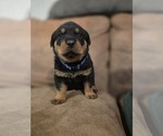 Small Rottweiler