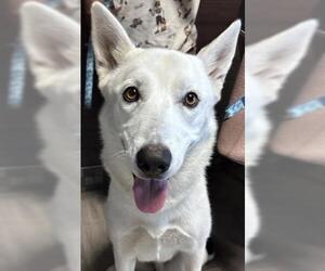 Siberian Husky-Unknown Mix Dogs for adoption in Redlands, CA, USA