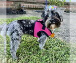 Small #1 Mutt