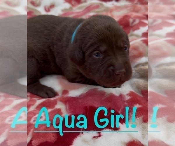 Medium Photo #1 Labrador Retriever Puppy For Sale in ELKMONT, AL, USA