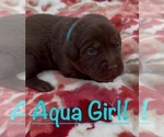 Puppy 6 Labrador Retriever