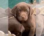 Small Photo #1 Labrador Retriever Puppy For Sale in BANDERA, TX, USA