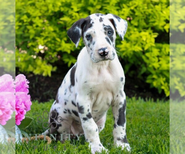 Medium Photo #4 Great Dane Puppy For Sale in RICHLAND, PA, USA