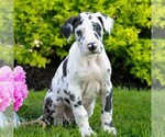 Small #3 Great Dane