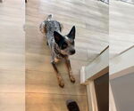 Small #1 Mutt