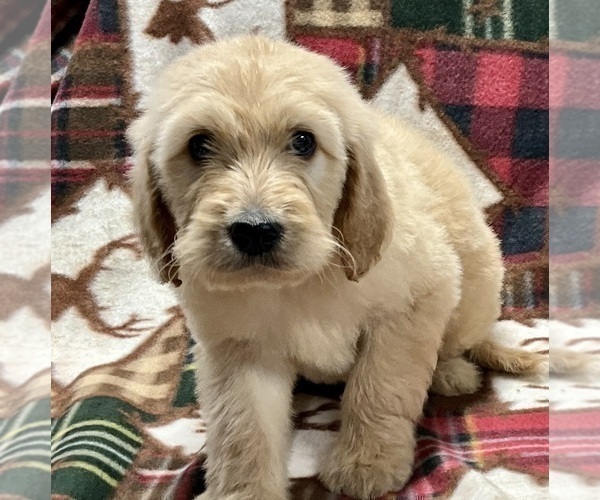 Medium Photo #6 Irish Doodle Puppy For Sale in DUNDEE, OH, USA