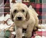 Small Photo #6 Irish Doodle Puppy For Sale in DUNDEE, OH, USA
