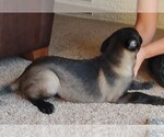 Small Photo #3 Belgian Malinois Puppy For Sale in CORNING, CA, USA