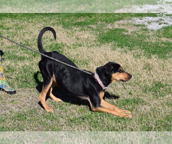 Medium Photo #17 Black and Tan Coonhound-Unknown Mix Puppy For Sale in Oakhurst, NJ, USA