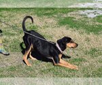 Small Photo #17 Black and Tan Coonhound-Unknown Mix Puppy For Sale in Oakhurst, NJ, USA