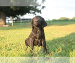Small Photo #7 Labrador Retriever Puppy For Sale in SARCOXIE, MO, USA