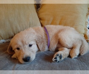 Golden Retriever Puppy for sale in RIPLEY, WV, USA