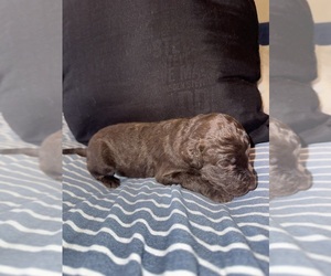 Medium Labradoodle