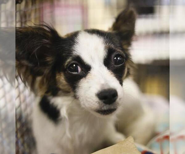 Medium Photo #1 Papillon-Unknown Mix Puppy For Sale in San Antonio, TX, USA