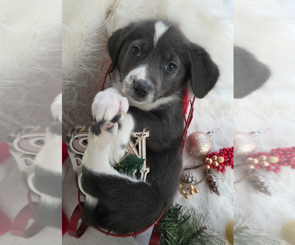 Medium Photo #2 Mutt Puppy For Sale in Brooklyn, NY, USA