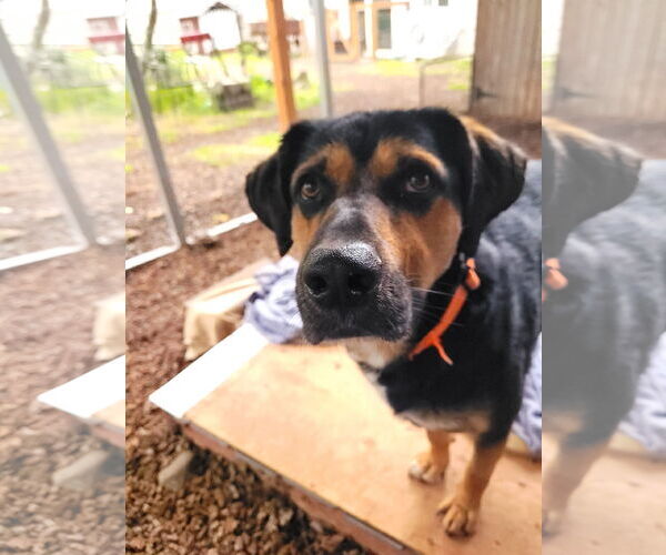 Medium Photo #2 Mutt Puppy For Sale in Sequim, WA, USA