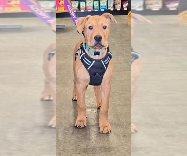 Medium Photo #2 Mutt Puppy For Sale in Farmington, MN, USA