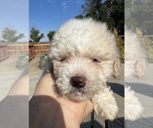 Maltipoo Puppy for sale in TULARE, CA, USA