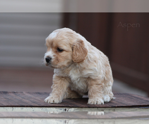 Medium Photo #4 Cockapoo Puppy For Sale in WAYNE CITY, IL, USA
