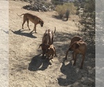 Small Photo #134 Rhodesian Ridgeback Puppy For Sale in MORONGO VALLEY, CA, USA