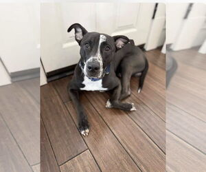 Mutt Dogs for adoption in Kankakee, IL, USA