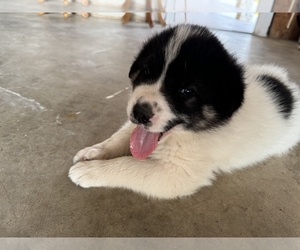 ANATOLIAN MASTIFF-Great Pyrenees Mix Puppy for sale in VICTORIA, TX, USA