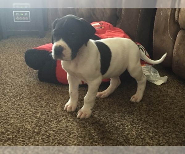 Medium Photo #4 Great Dane Puppy For Sale in BUNCETON, MO, USA