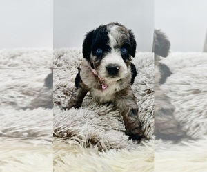 Aussiedoodle Puppy for Sale in ADAIRSVILLE, Georgia USA
